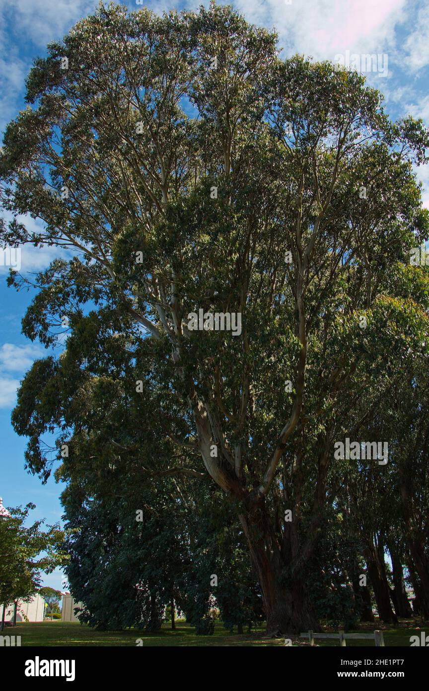 Riesiger Eukalyptusbaum im Queens Park in Invercargill, Southland auf der Südinsel Neuseelands Stockfoto