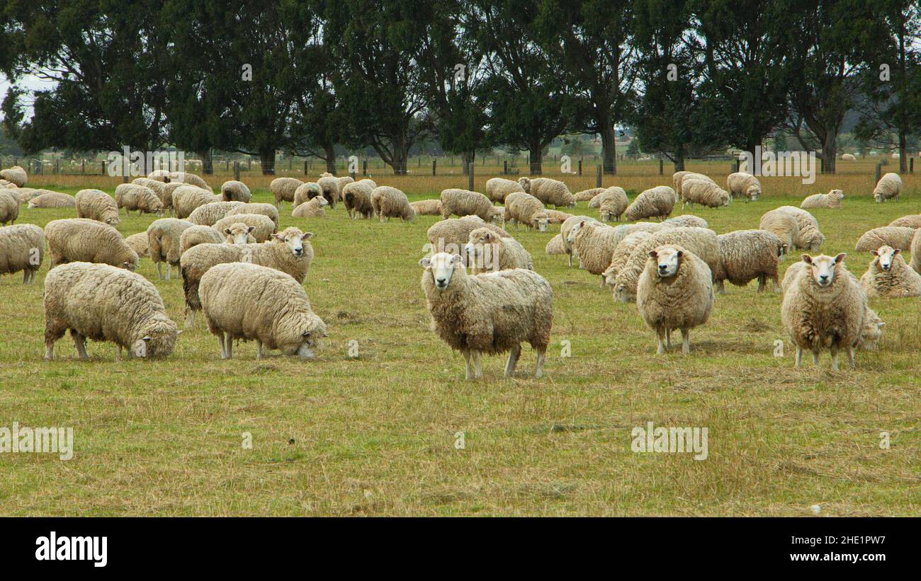 Schafe auf einer Weide in der Nähe von Riverton, Southland auf Südinsel Neuseeland Stockfoto