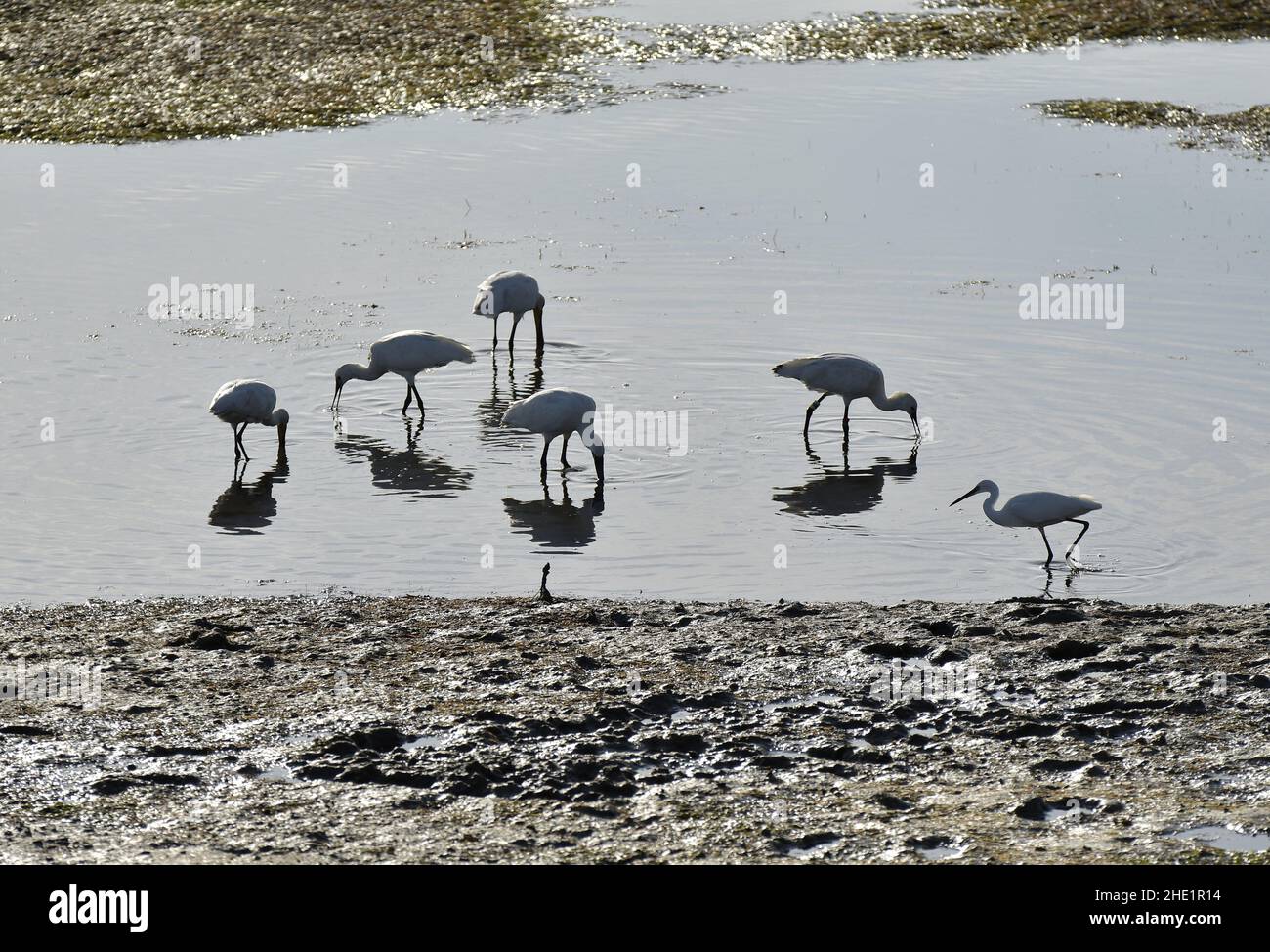 Eurasische Löffler (Platalea leucorodia) und Silberreiher (Ardea alba), die im flachen schlammigen Wasser, der Ria Formosa in der Nähe der Algarve von Faro, fressen. Stockfoto