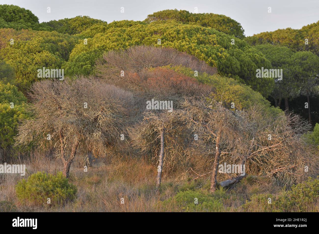 Mediterraner Wald mit absterbenden Pinien in der Nähe von Faro Algarve im Süden Portugals. Stockfoto