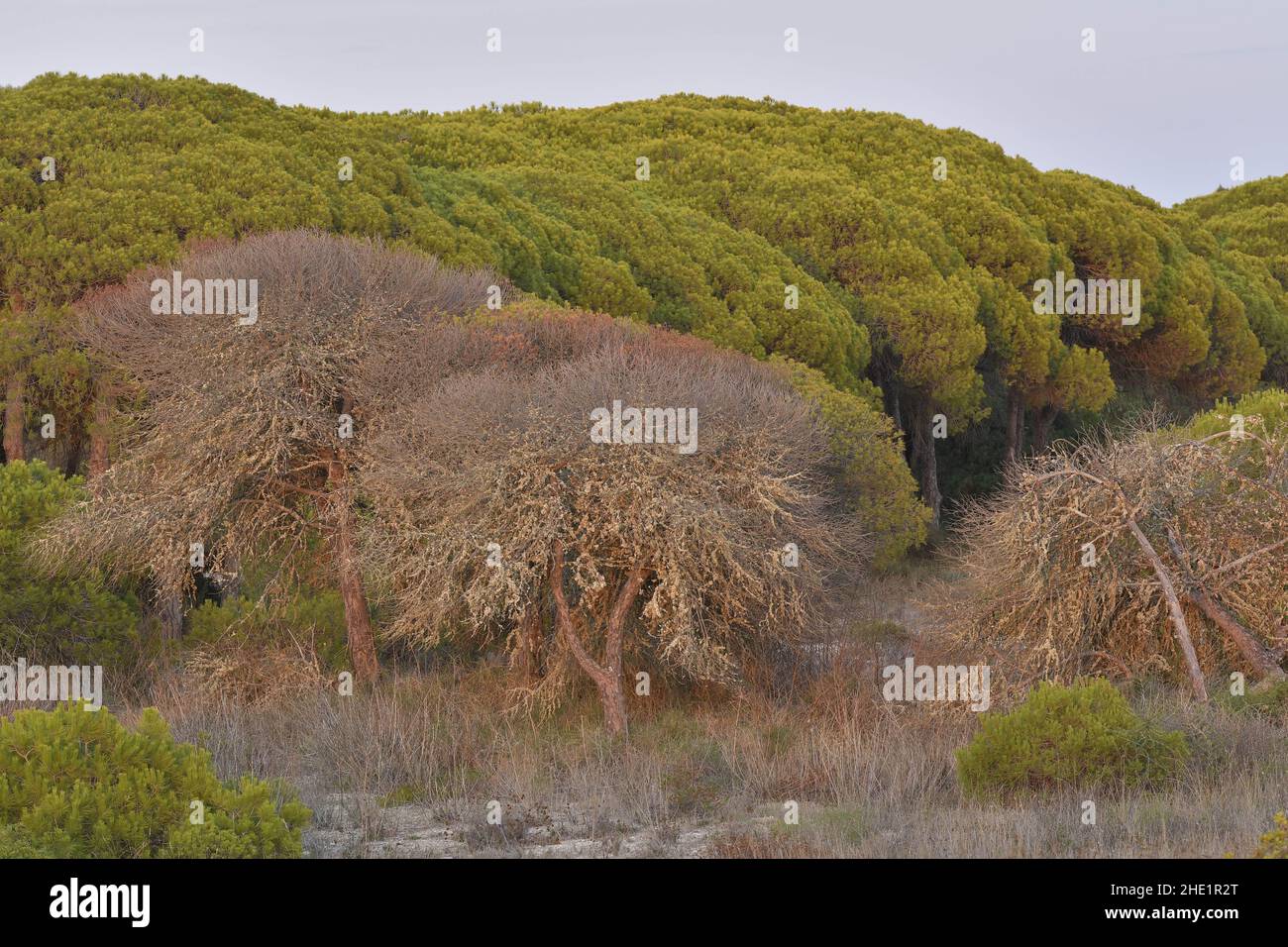 Mediterraner Wald mit absterbenden Pinien in der Nähe von Faro Algarve im Süden Portugals. Stockfoto