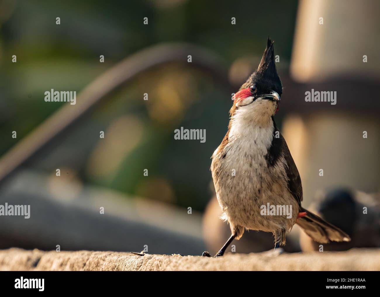 Red Whiskered Bulbul posiert stilistisch für das Porträt Stockfoto