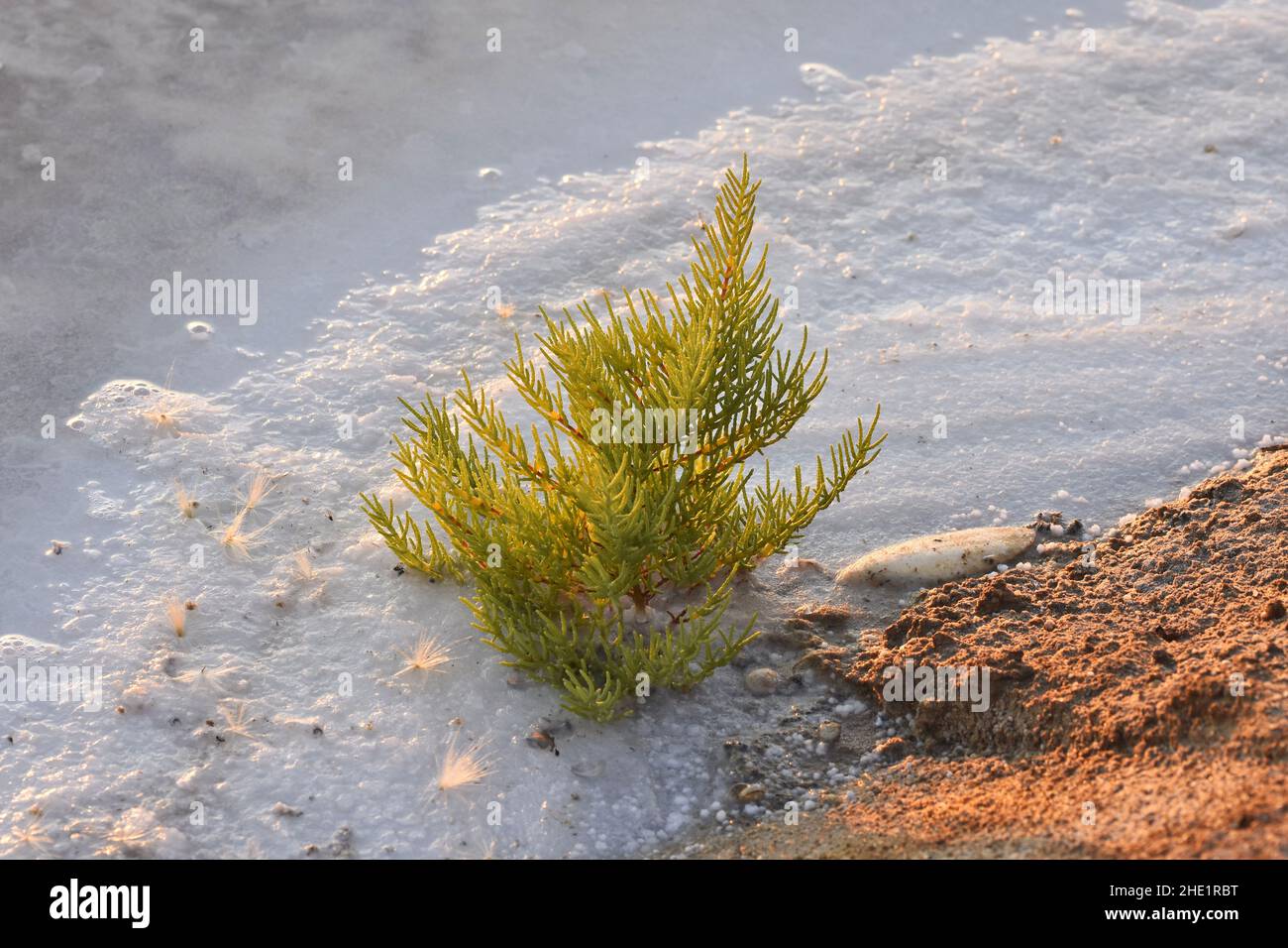 Kleiner Nadelbaum, der in einem Salzsee wächst, Faro Algarve Portugal. Stockfoto