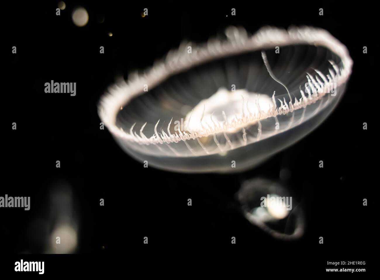 Nahaufnahme einer medusa auf schwarzem Hintergrund Stockfoto