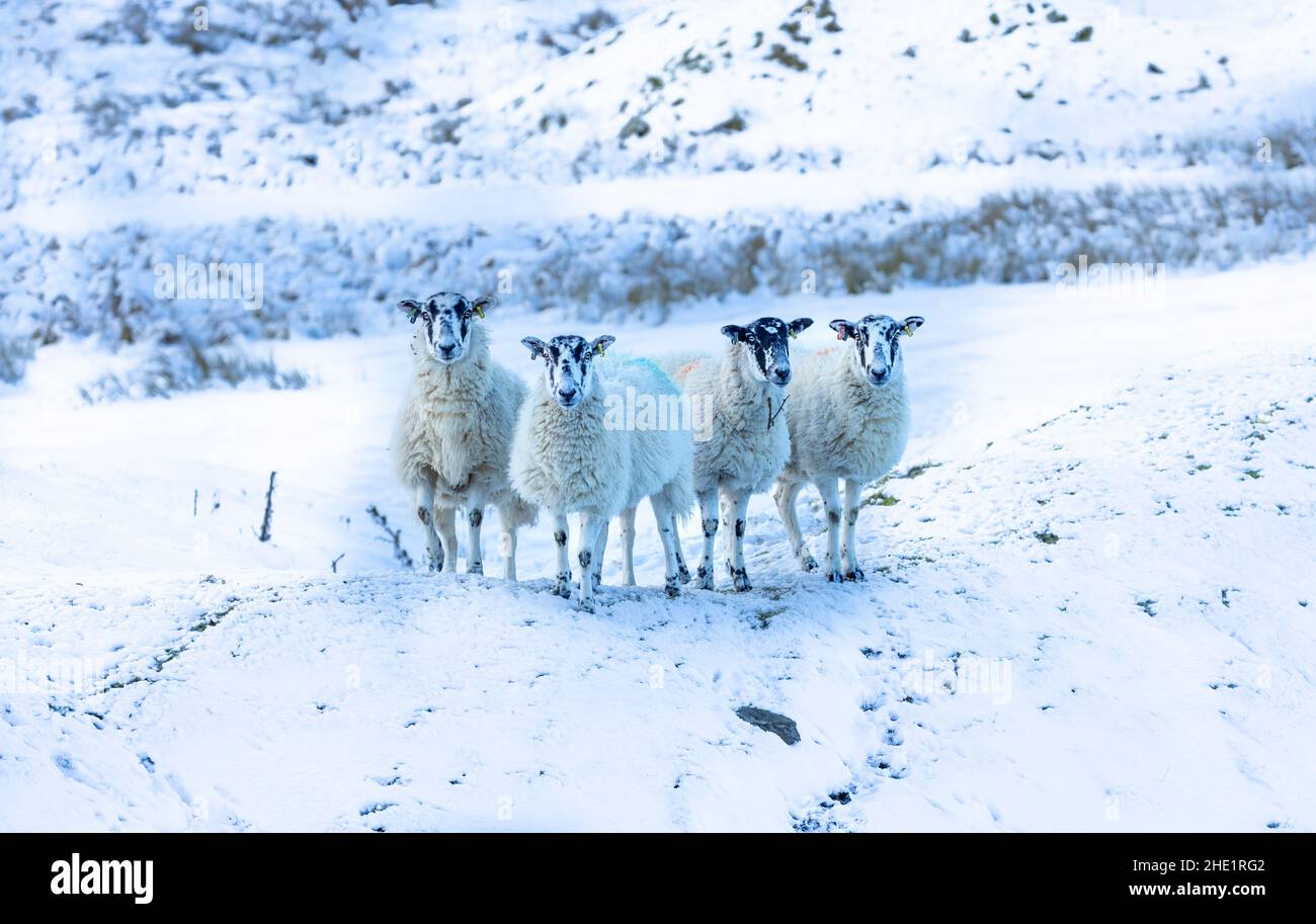 Schafe im Schnee. Vier Swaledale-Maultierschafe blicken bei kaltem, verschneiten Wetter der Kamera gegenüber. Swaledale Schafe sind eine robuste Rasse aus North Yorkshire, Großbritannien. Hori Stockfoto