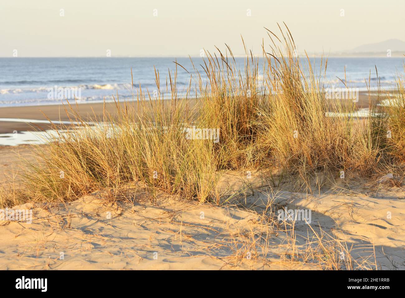 Grasbewachsene Sanddünen am Strand von Monte Gordo, Atlantikküste Algarve im Süden Portugals. Stockfoto