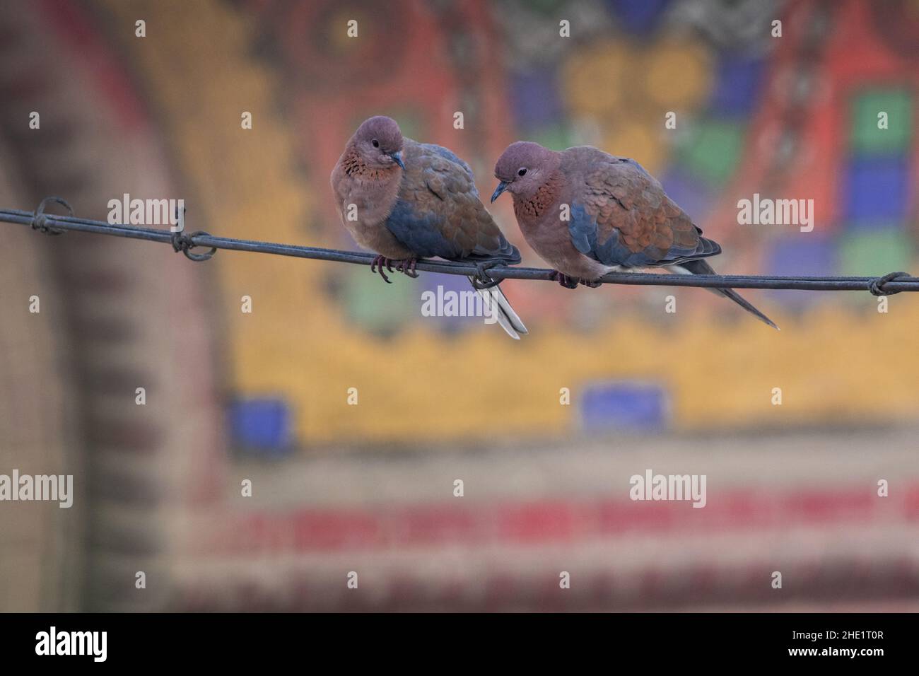 Ein Paar lachende Tauben (Spilopelia senegalensis) barschen auf einem Draht vor einem bunten Mosaik in Kairo, Ägypten. Stockfoto