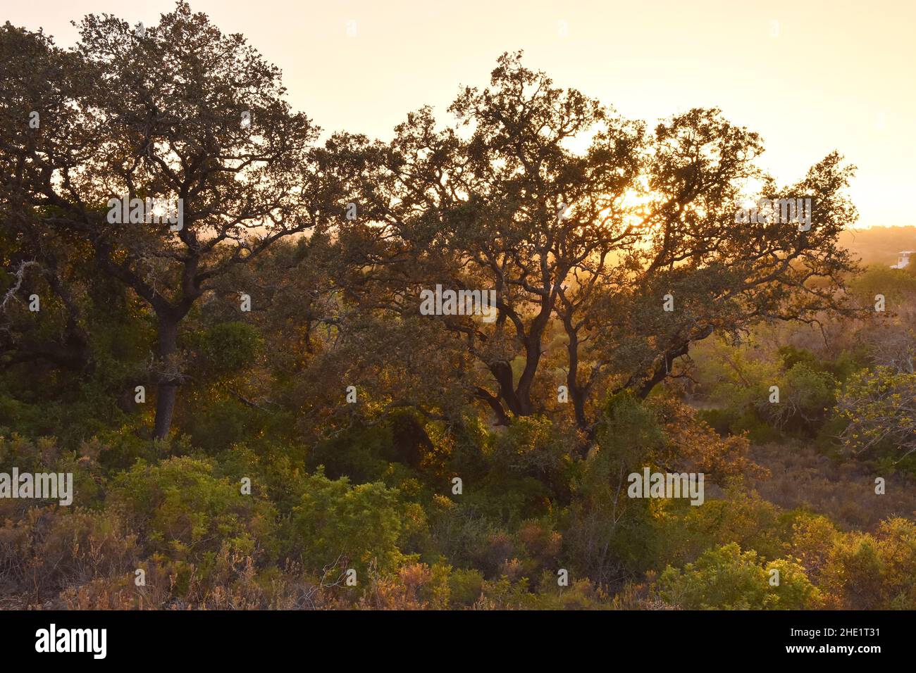Korkeichenbäume bei Sonnenuntergang, Algarve Süd Portugal Europa. Stockfoto