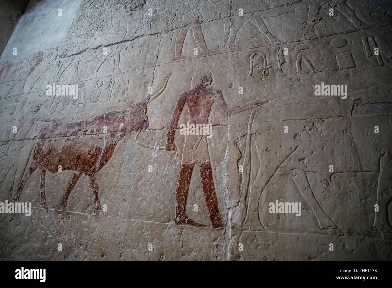 altägyptische Kunstwerke, die zeigen, dass ein Stier zum Massaker an einer der Tempelmauern in der Nekropole von Saqqara in Ägypten geführt wurde. Stockfoto