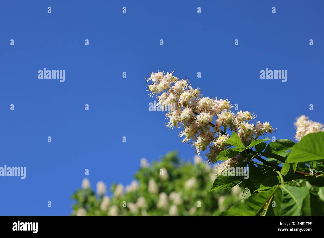 Zweig mit blühenden Blüten von Rosskastanie vor blauem, klarem Himmel. Aesculus hippocastanum. Weiße Kerzen von Blossom Conker Baum. Frühling und Stockfoto
