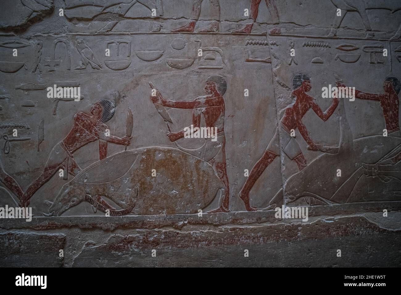 altägyptische Kunstwerke, die ein Schlachten einer Kuh auf einer der Tempelmauern in der Nekropole von Saqqara in Ägypten zeigen. Stockfoto