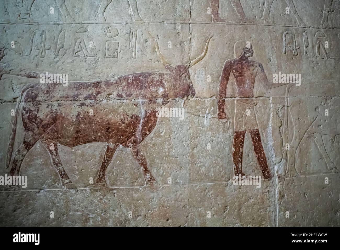 altägyptische Kunstwerke, die zeigen, dass ein Stier zum Massaker an einer der Tempelmauern in der Nekropole von Saqqara in Ägypten geführt wurde. Stockfoto