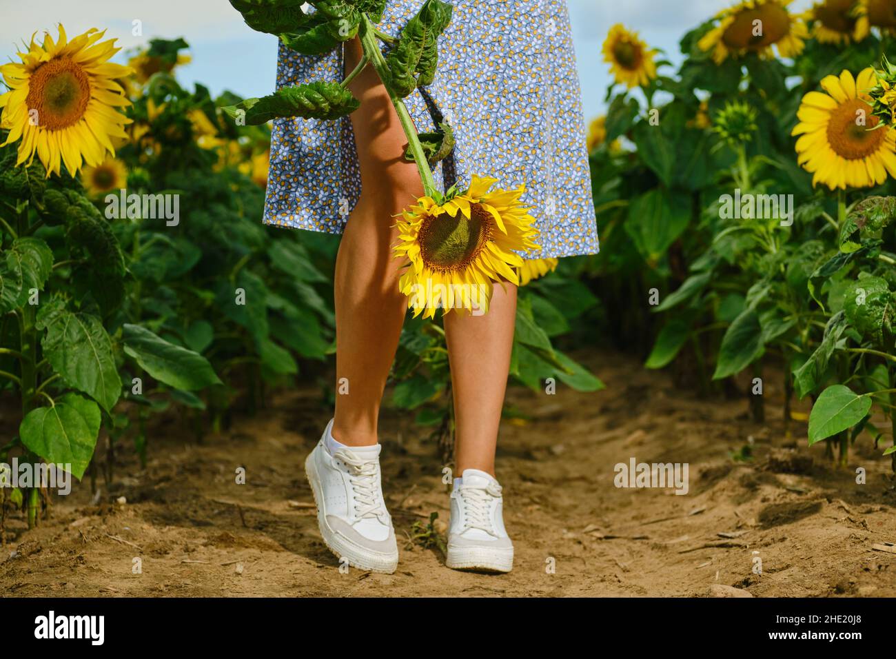 Weibliche Beine in blauem Kleid posiert zwischen Sonnenblumen Stockfoto