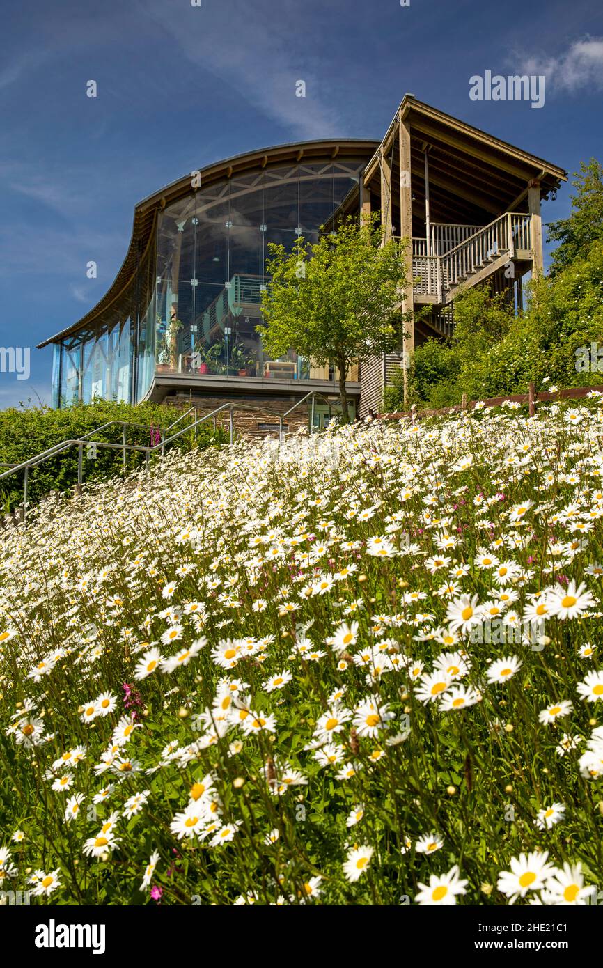 Großbritannien, Wales, Pembrokeshire, Cilgerran, Welsh Wildlife Centre, Wilde Blumen im Besucherzentrum und Glasshouse Cafe Stockfoto