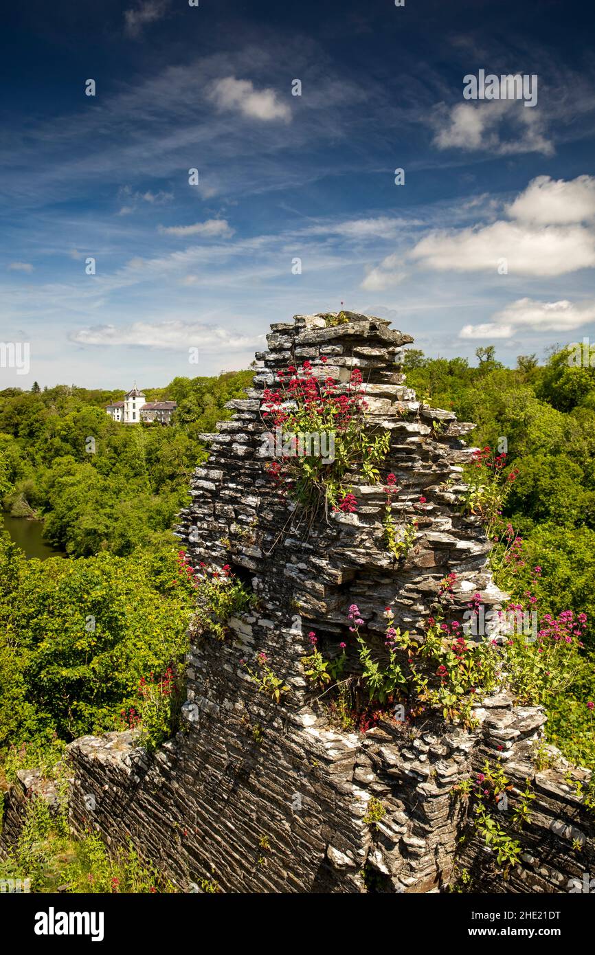 Großbritannien, Wales, Pembrokeshire, Cilgerran Castle, Baldrian-Pflanzen in Ruinen der Burgmauer über dem Fluss Teifi Stockfoto