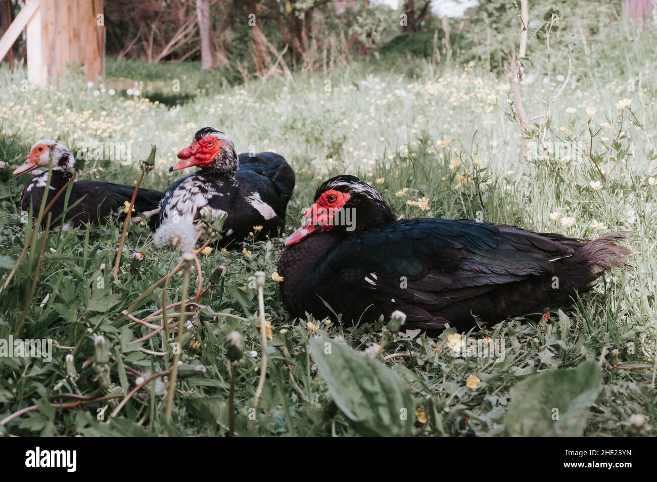 Männliche und weibliche Moschus- oder indo-Enten auf dem Bauernhof in der Natur im Freien auf Gras. Zucht von Geflügel in kleinräumiger häuslicher Landwirtschaft. Erwachsene Tierfamilie schwarz Stockfoto