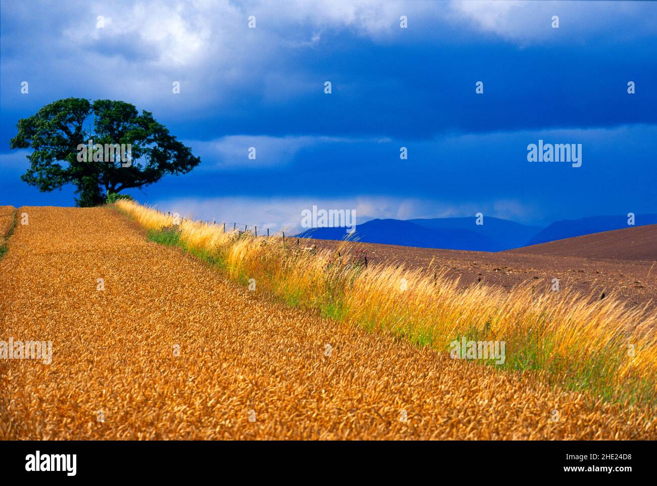 Großbritannien, Schottland, Weizenfeld in der Landschaft, Stockfoto