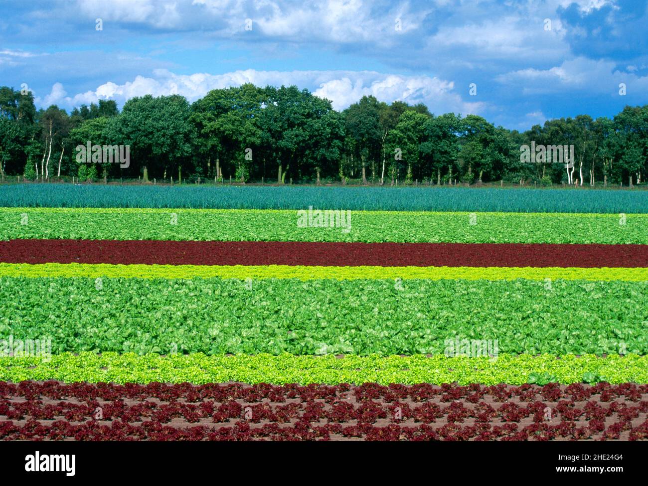 Salatfarm, Stockfoto