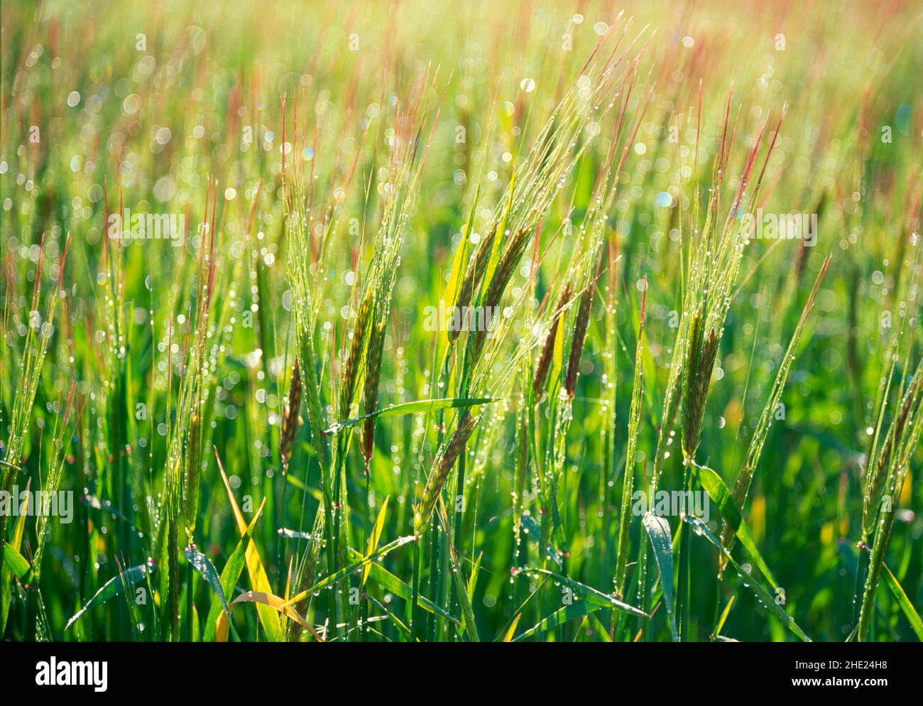 Gerste, nach Regenschauer, Stockfoto