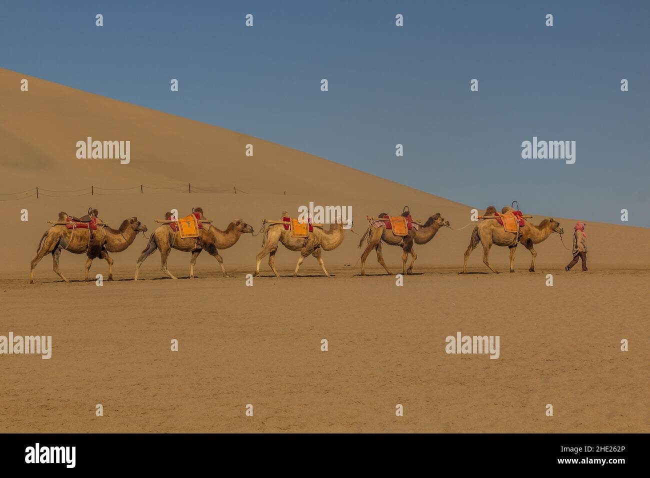 Kamele für touristische Fahrten in der Singing Sands Düne in der Nähe von Dunhuang, Provinz Gansu, China Stockfoto