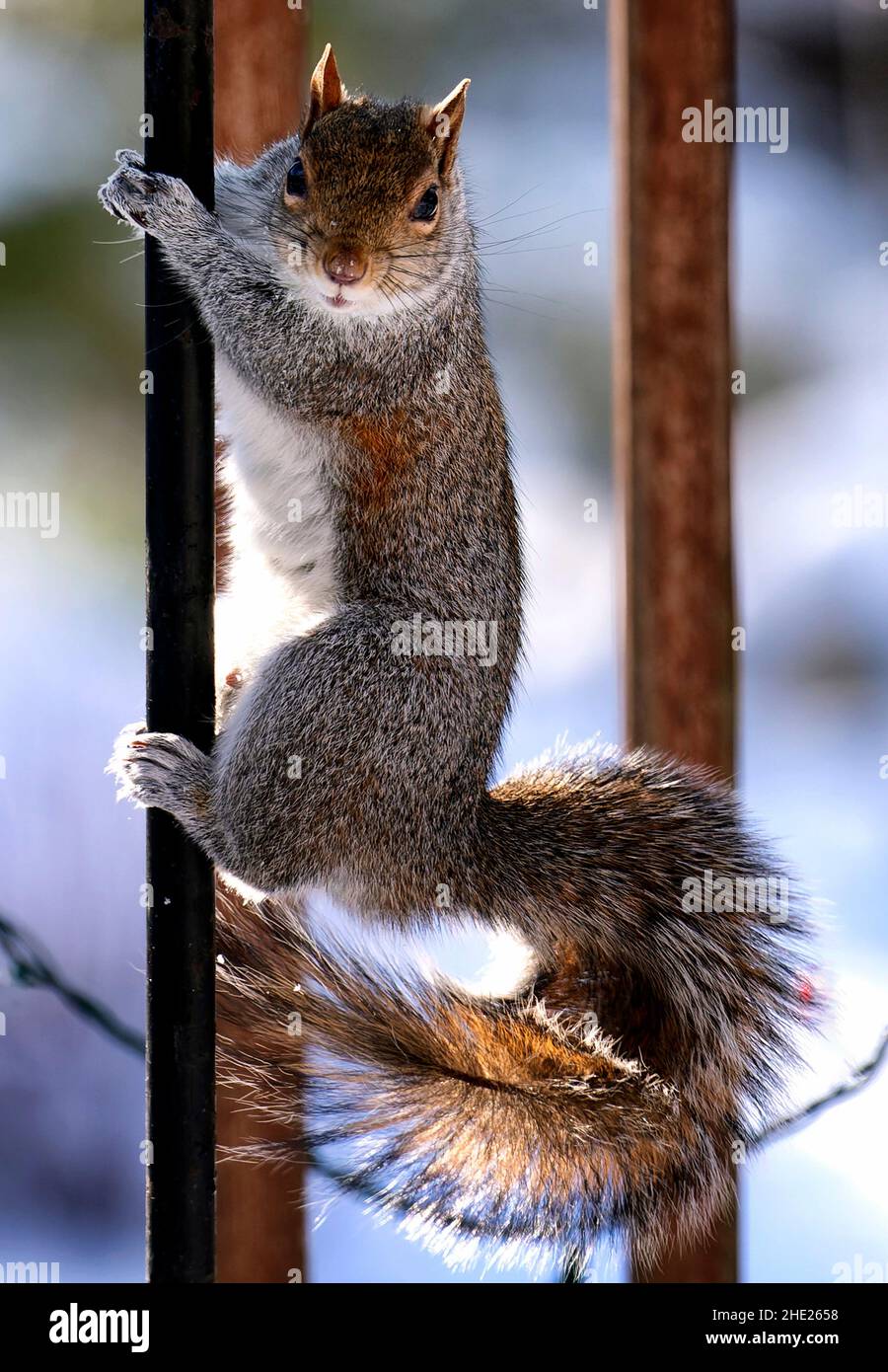 Ein Eichhörnchen klammert sich im Schnee an den Deckpfosten Stockfoto