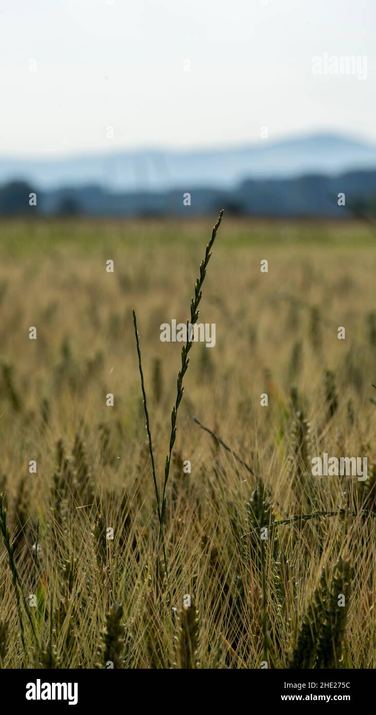 Vertikale Aufnahme von Getreidekörnern auf einem Feld Stockfoto
