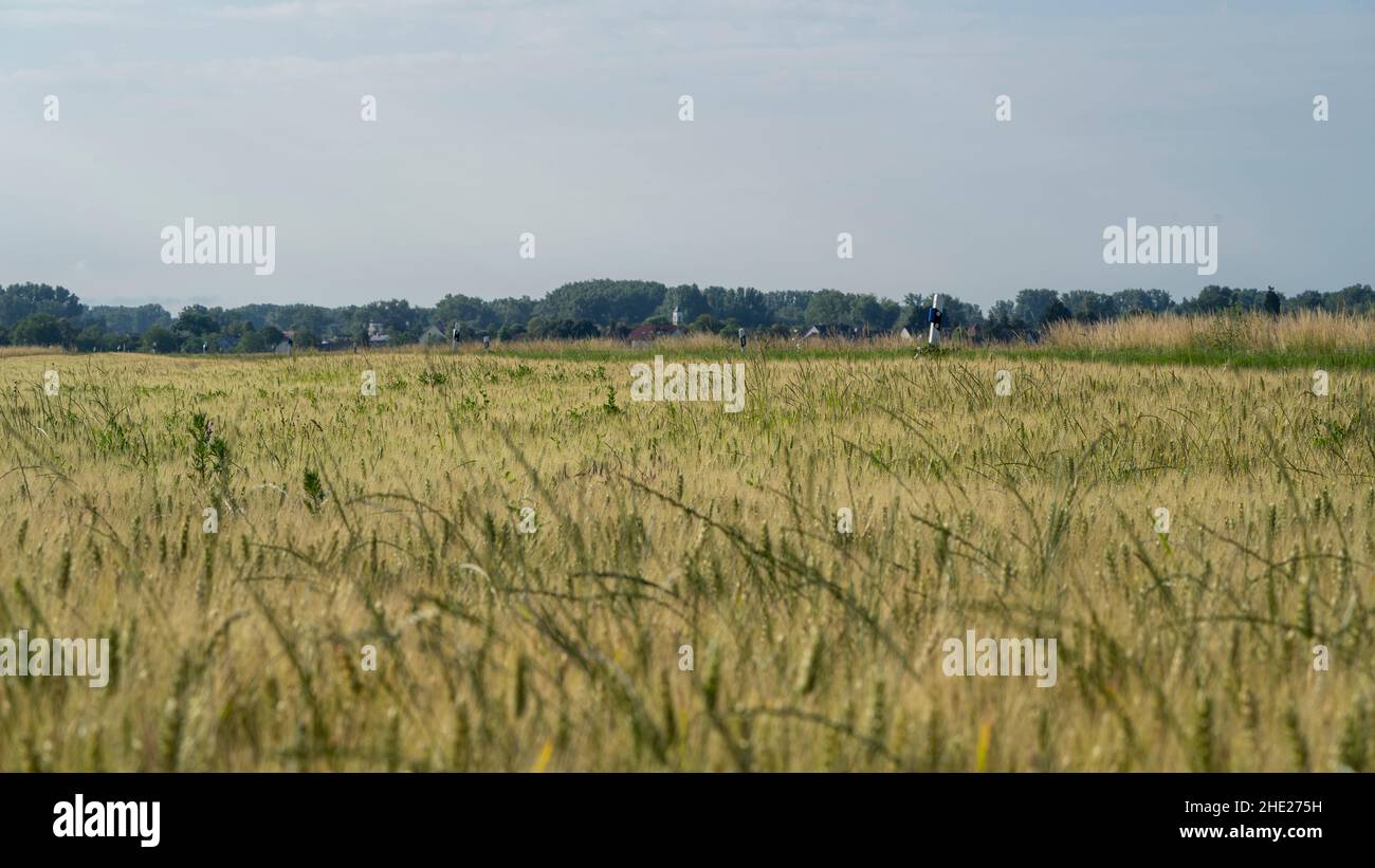 Getreidekörner werden an einem bewölkten Tag Feld Stockfoto