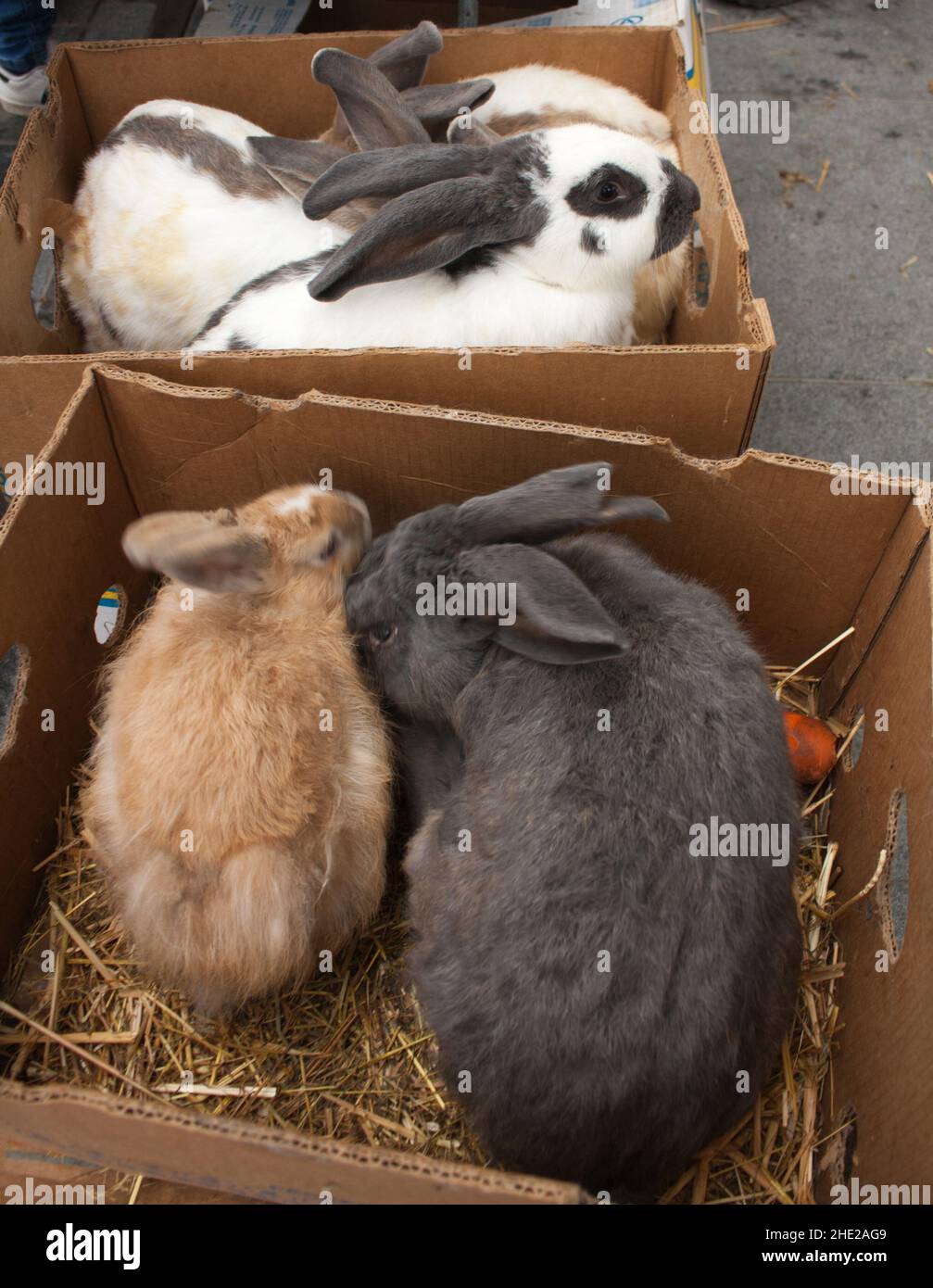 Kaninchen auf dem Tiermarkt in Mol (Belgien) warten in Kisten darauf, an eine neue Familie verkauft zu werden. Stockfoto
