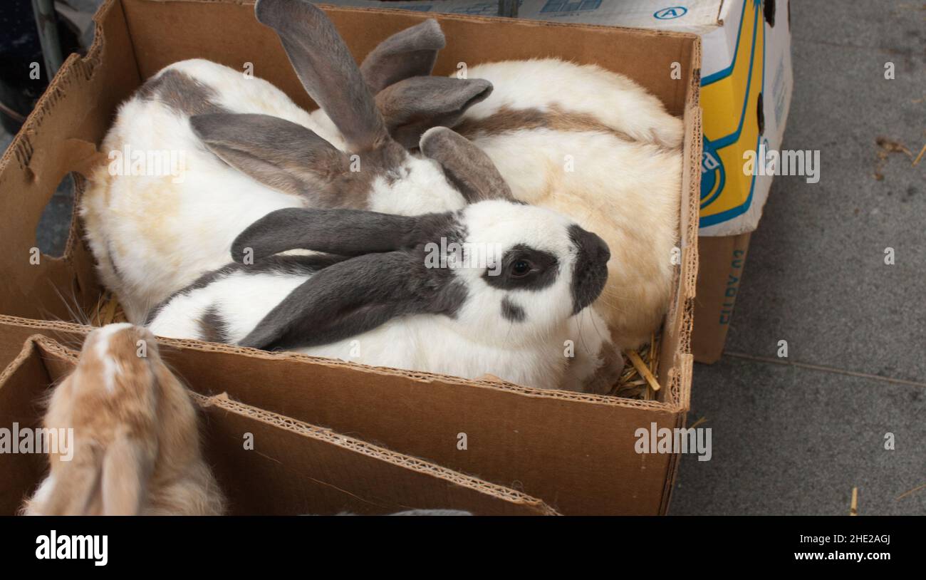 Kaninchen auf dem Tiermarkt in Mol (Belgien) warten in Kisten darauf, an eine neue Familie verkauft zu werden. Stockfoto