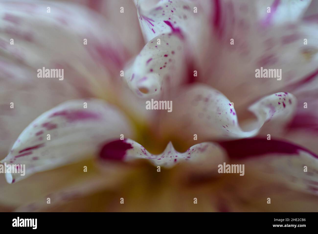 Violette und weiße Dahlie Stockfoto