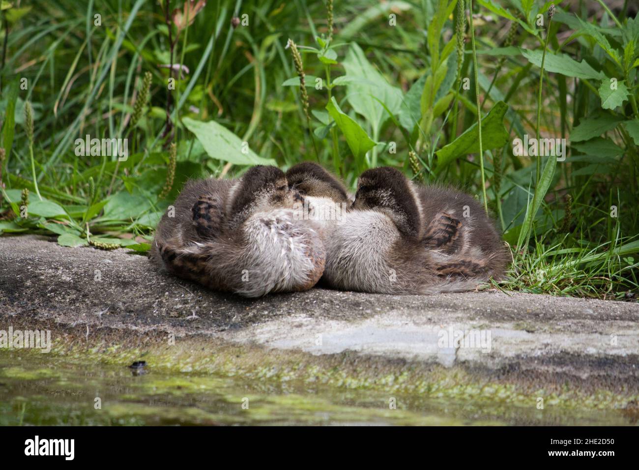 Drei Baby-Enten am Ufer schlafen Stockfoto