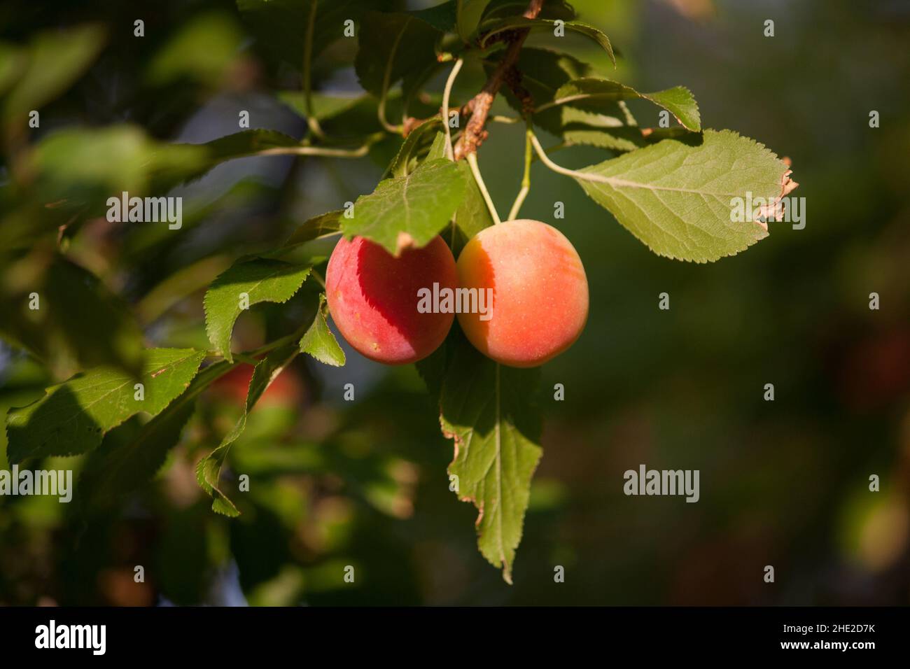 Zwei kleine Pflaumen hängen in einem Baum in der Sonne hängen. Stockfoto