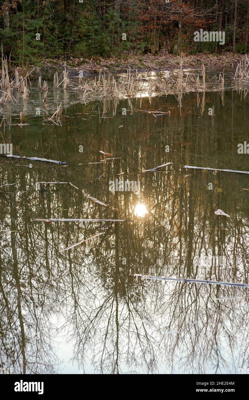 Blick auf Holzbäume, die sich auf einem schmutzigen Grunge-Teich mit grünem Gras im Wald spiegeln Stockfoto
