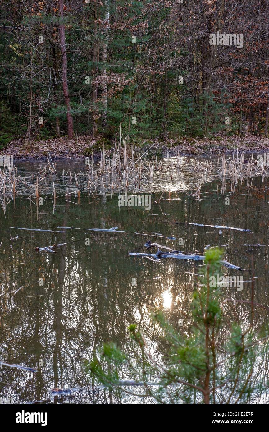 Blick auf Holzbäume, die sich auf einem schmutzigen Grunge-Teich mit grünem Gras im Wald spiegeln Stockfoto