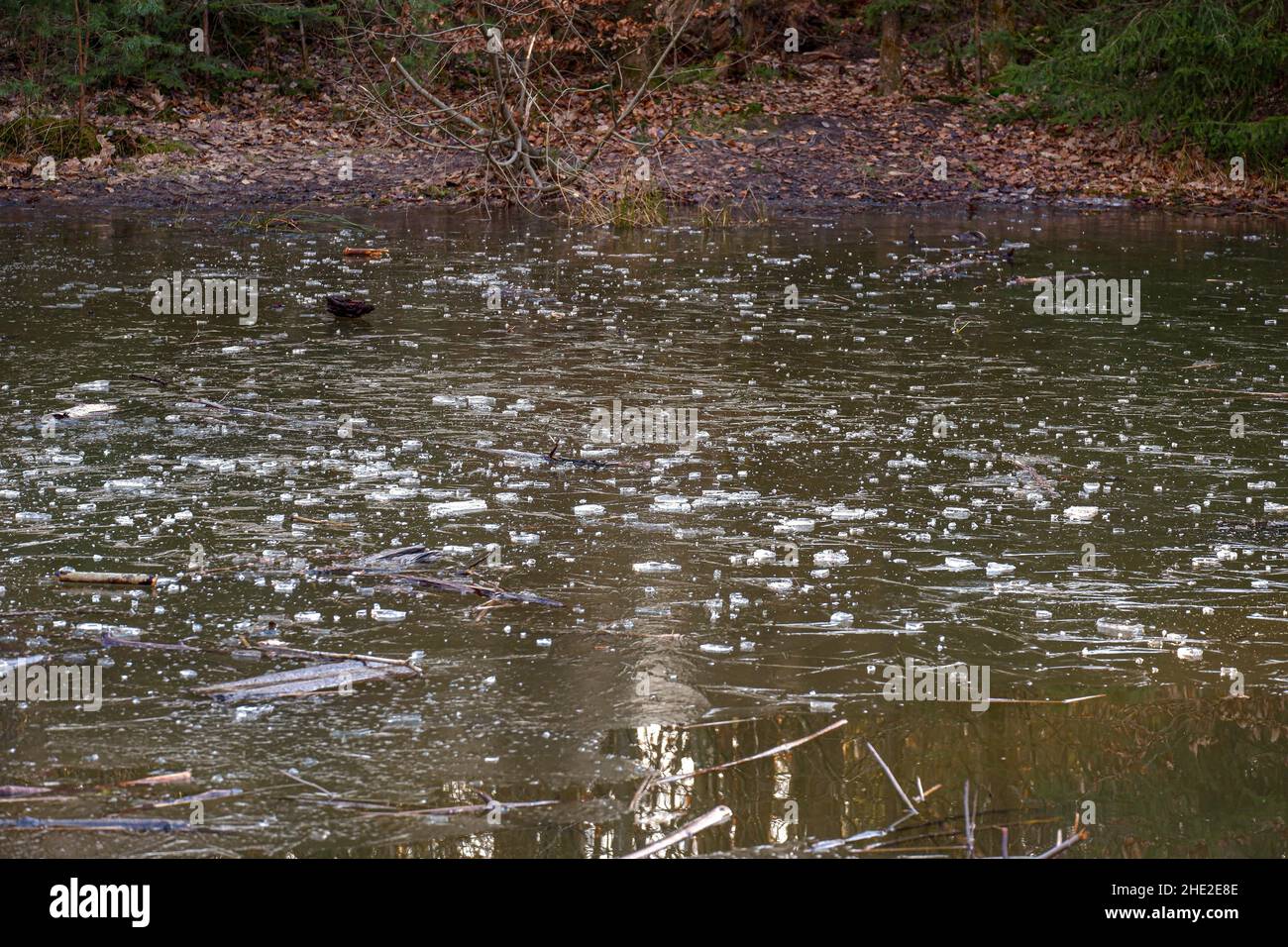 Blick auf einen schmutzigen Grunge Teich Wasser mit grünem Gras im Wald Stockfoto