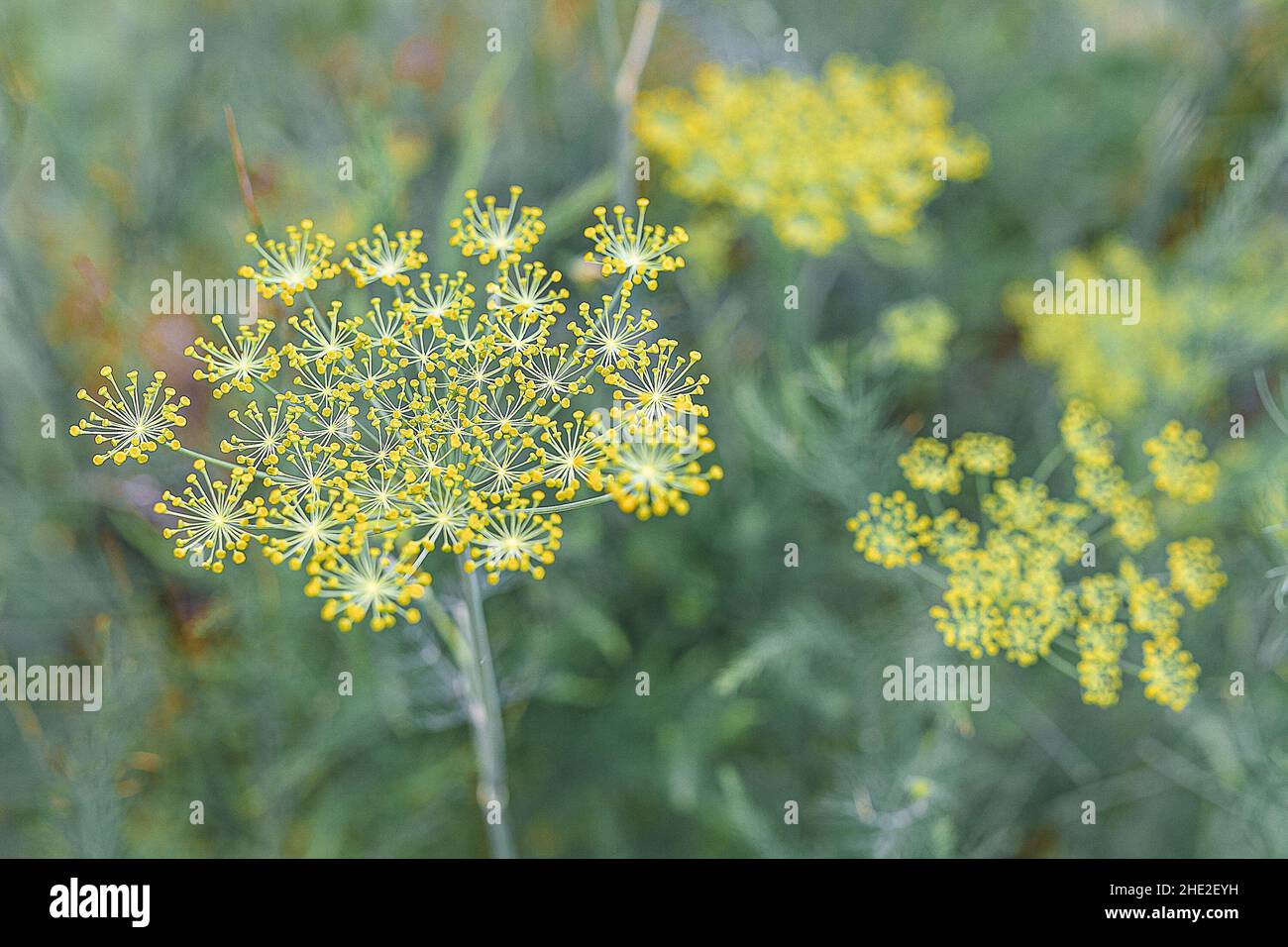 Dillsamen Stiele. Dill hat gelbe Blütenstände mit Samen. Würzige Pflanze im Garten. Unscharfer natürlicher Fokus. Selektiver Fokus. Stockfoto