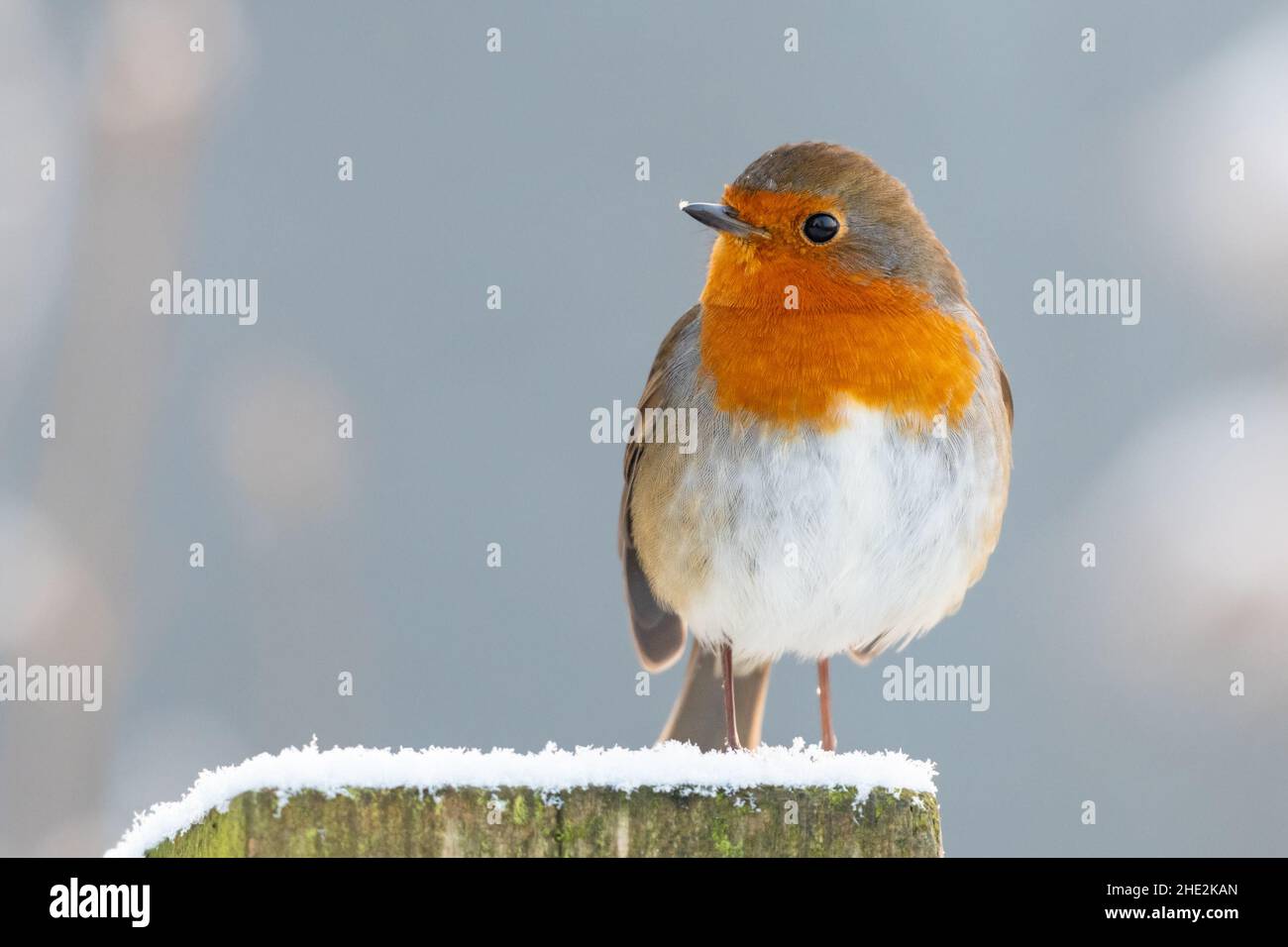 Robin Redbreast, Erithacus Rubecula auf einem schneebedeckten Zaunpfosten thront Stockfoto