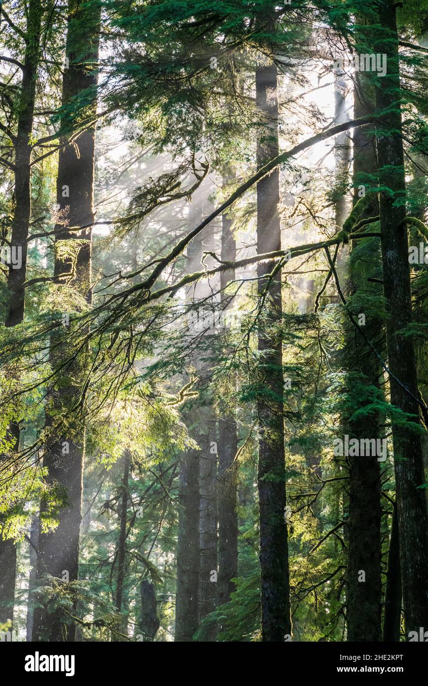 Dramatisches Morgenlicht filtert durch den Nebel und die Western Red Cedar Trees; Jesse M. Honeyman Memorial State Park; in der Nähe von Florenz; Oregon; USA Stockfoto