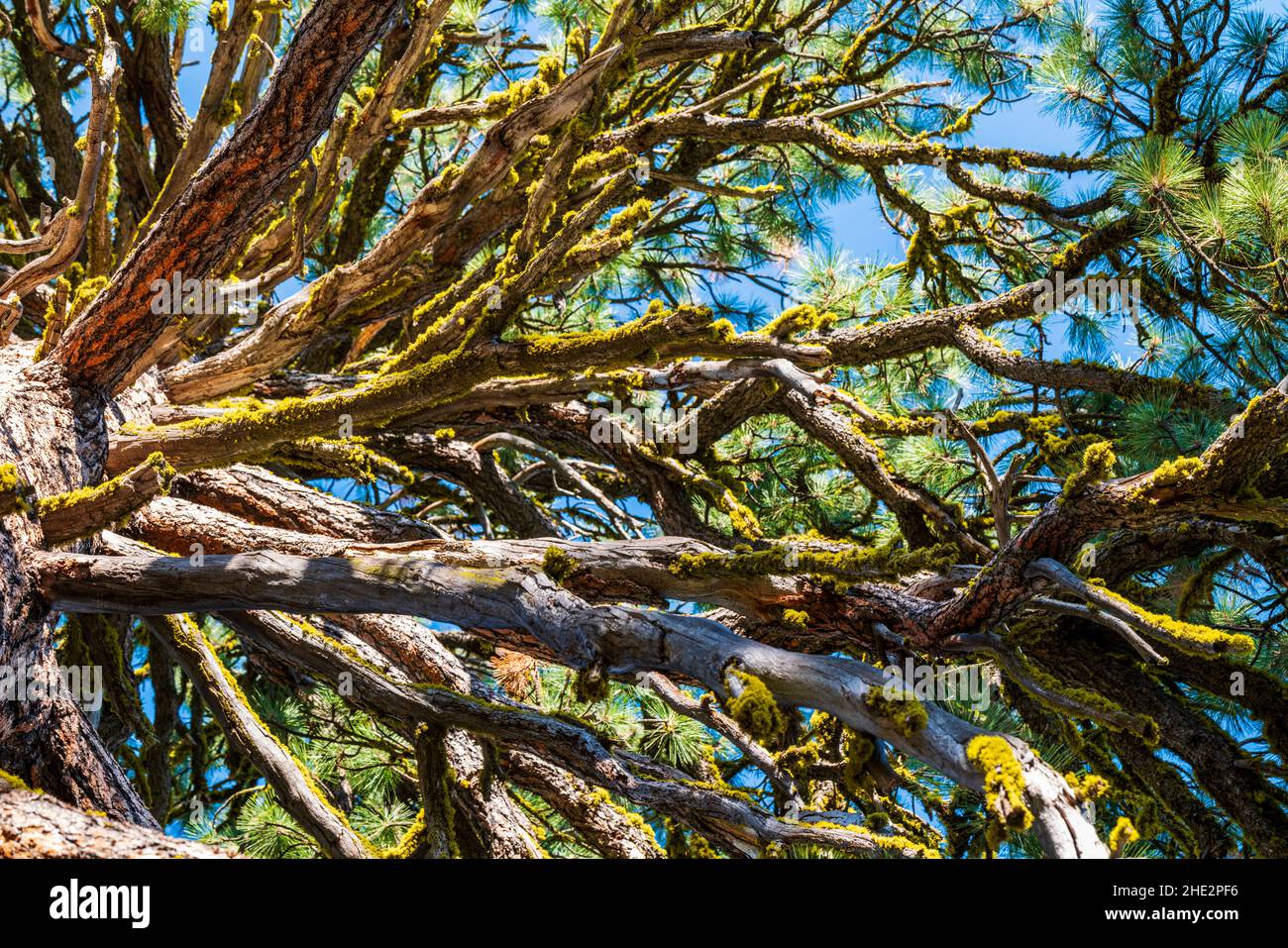 Ponderosa Pine; Pinus ponderosa; Stierkiefer; Schwarzkiefer; westliche Gelbkiefer; Filipinuskiefer; Camus Sno-Park; Adel; Oregon; USA Stockfoto