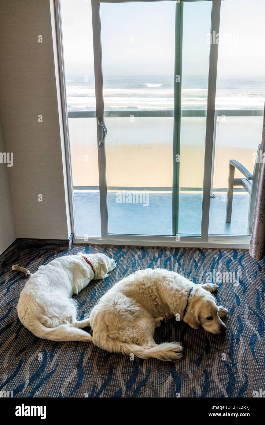 Zwei platinfarbene Golden Retreiver Hunde im Hotelzimmer mit Blick auf den Strand und den Pazifischen Ozean; Newport; Oregon; USA Stockfoto