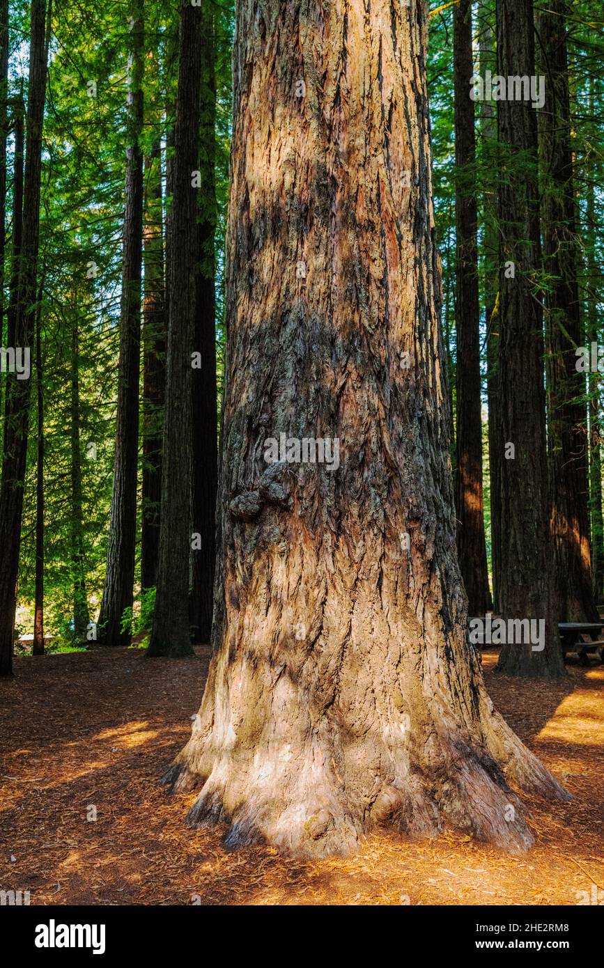 Küste Redwood Trees; Redwoods National & State Parks; Oregon Coast; USA Stockfoto