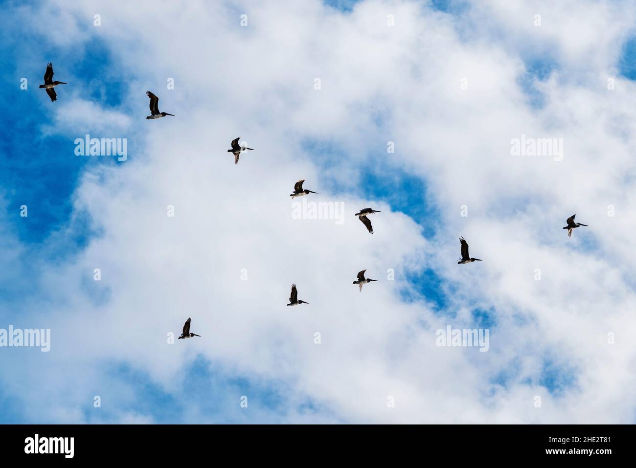 Braune Pelikane fliegen in Formation; Pelecanus occidentalis; Fort Stevens State Park; Pazifischer Ozean; Oregon Küste; USA Stockfoto