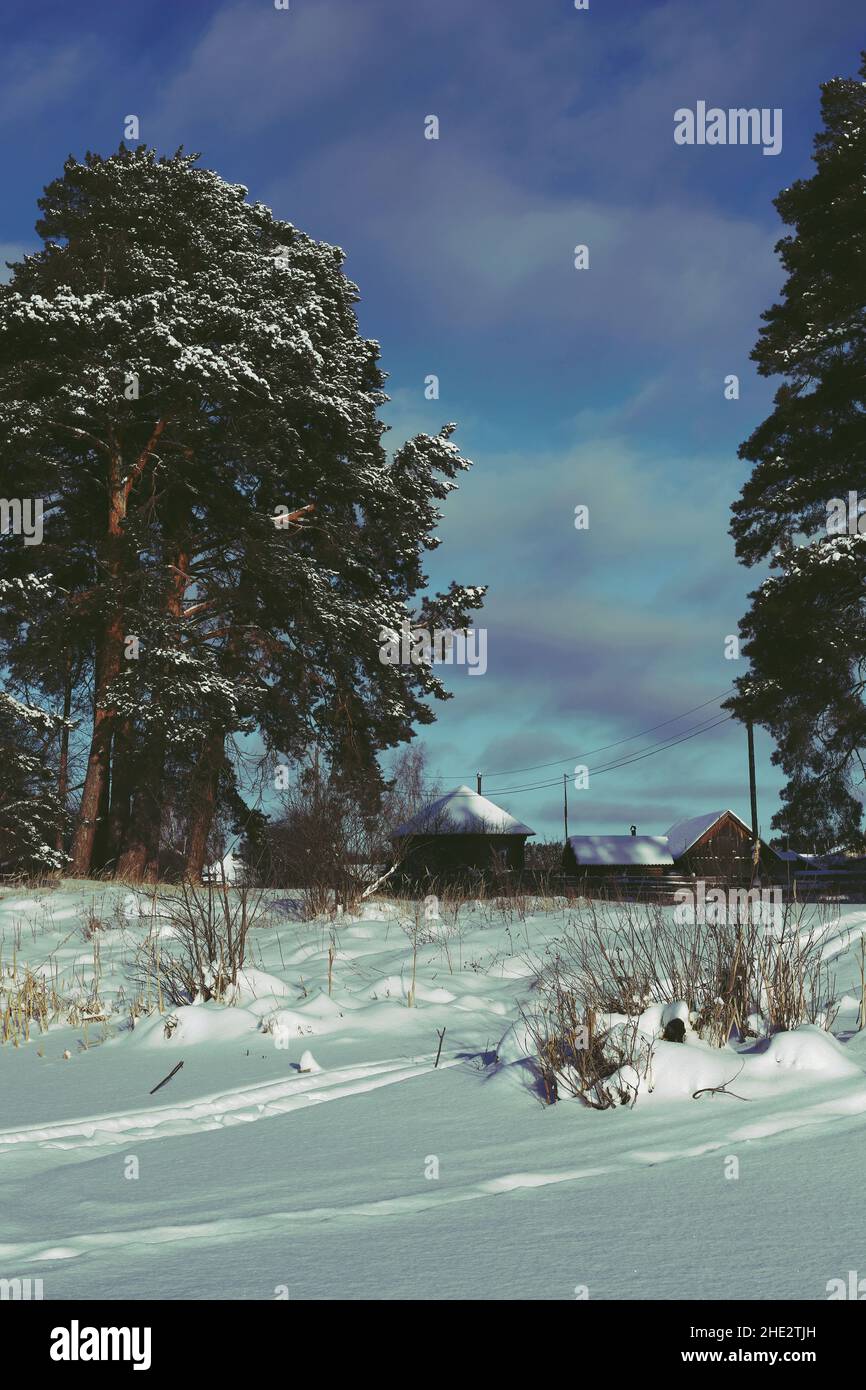 Ländliche Winterlandschaft. Schneebedeckte, sich ausbreitende Pinien und ein Dorf mit Holzhütten am blauen Himmel mit Wolken an einem Wintertag. Vertikal. Stockfoto