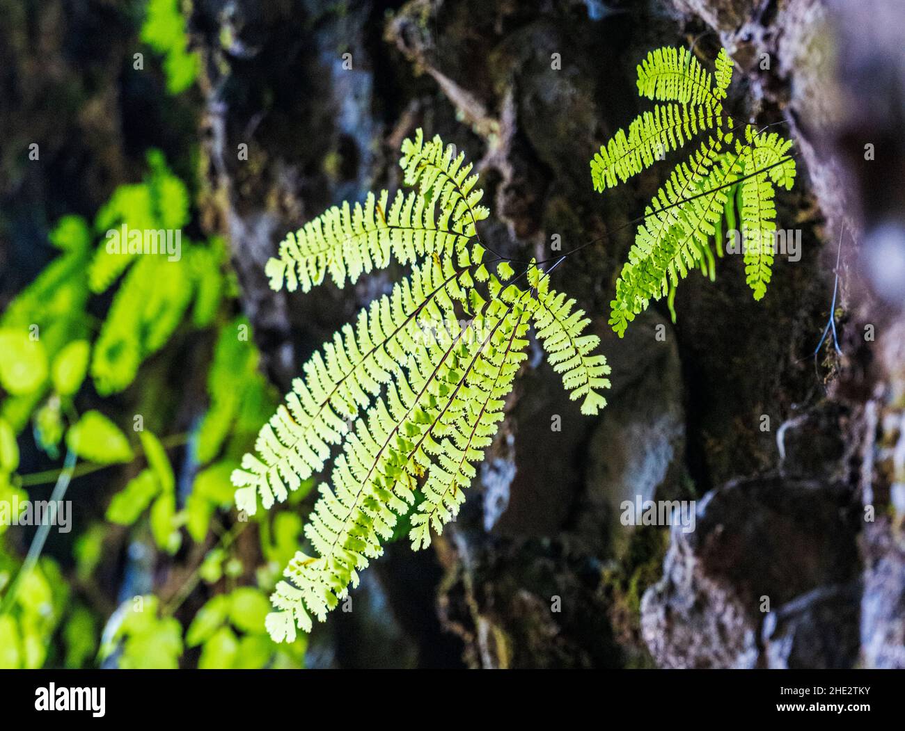 Nahaufnahme von zarten, frischen grünen Farnen, Silver Falls State Park, Oregon, USA Stockfoto