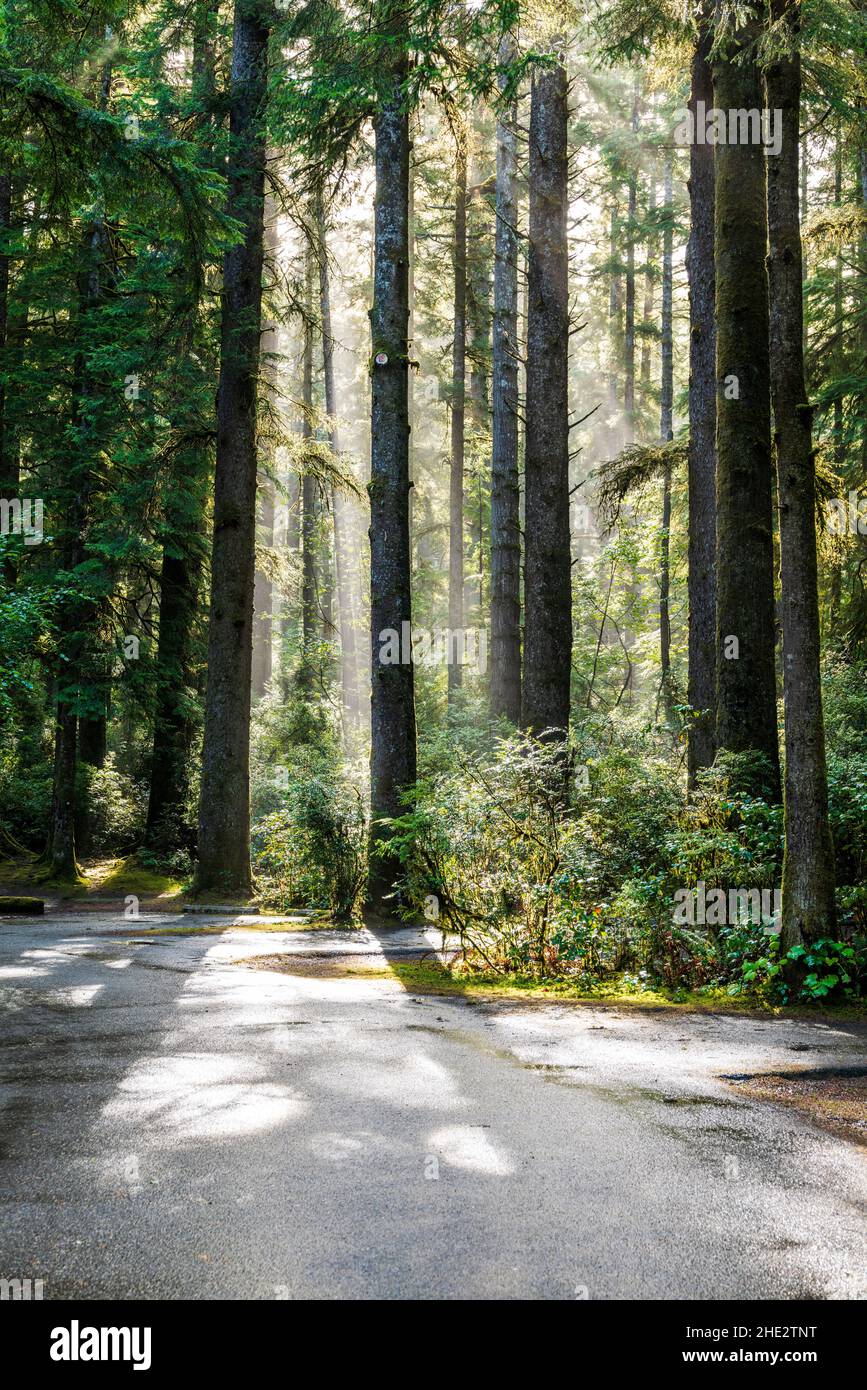 Dramatisches Morgenlicht filtert durch den Nebel und die Western Red Cedar Trees; Jesse M. Honeyman Memorial State Park; in der Nähe von Florenz; Oregon; USA Stockfoto