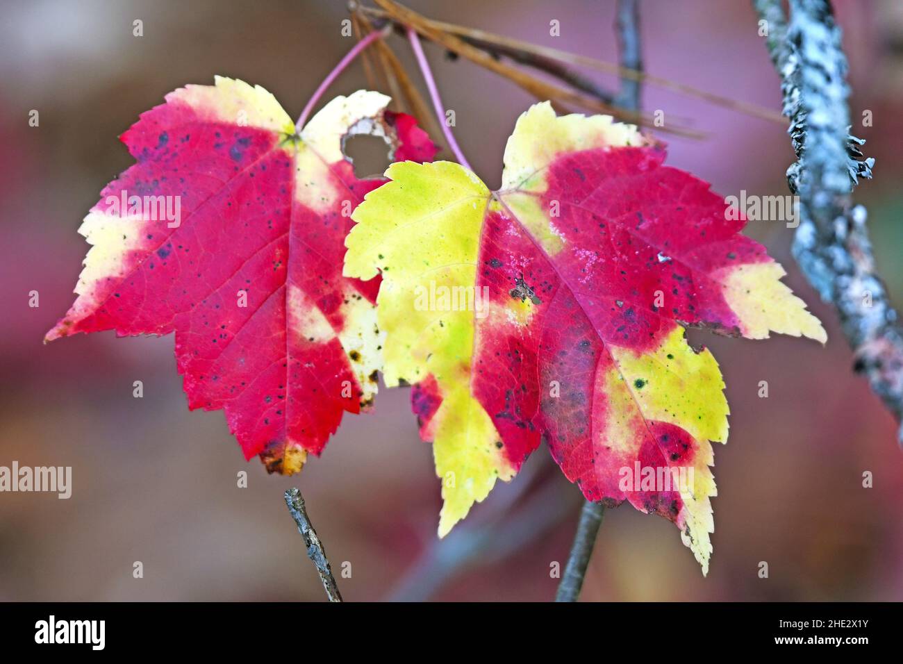 Ahornblätter noch auf ihrem Zweig in Herbstfarben, Nordamerika Stockfoto
