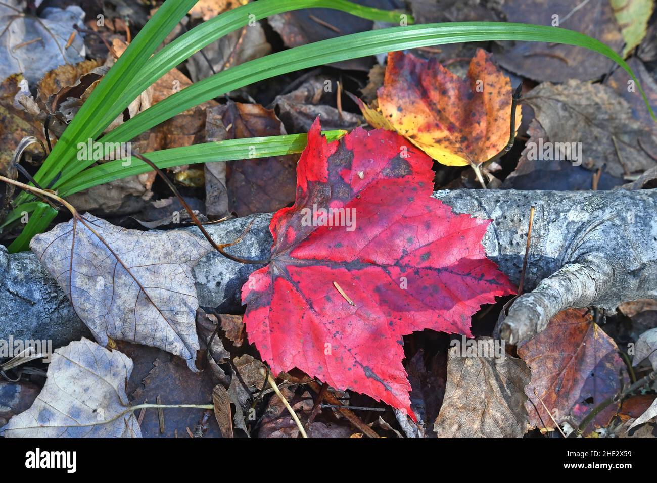 Ahornblatt - Herbstfarben auf Waldboden, Nordamerika Stockfoto