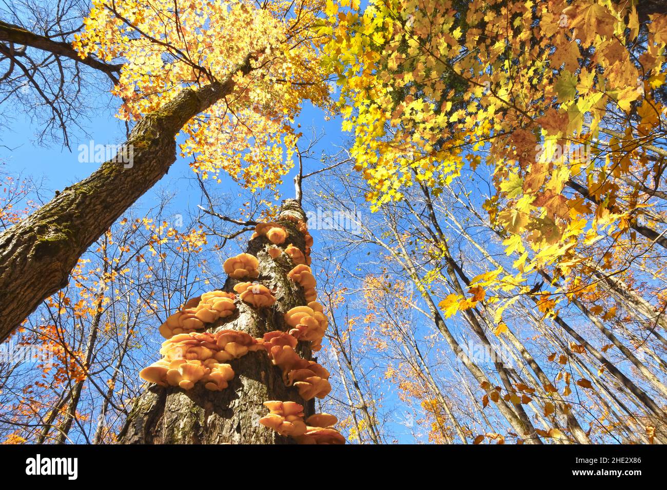Pilze auf Baumstamm, Kanada Stockfoto