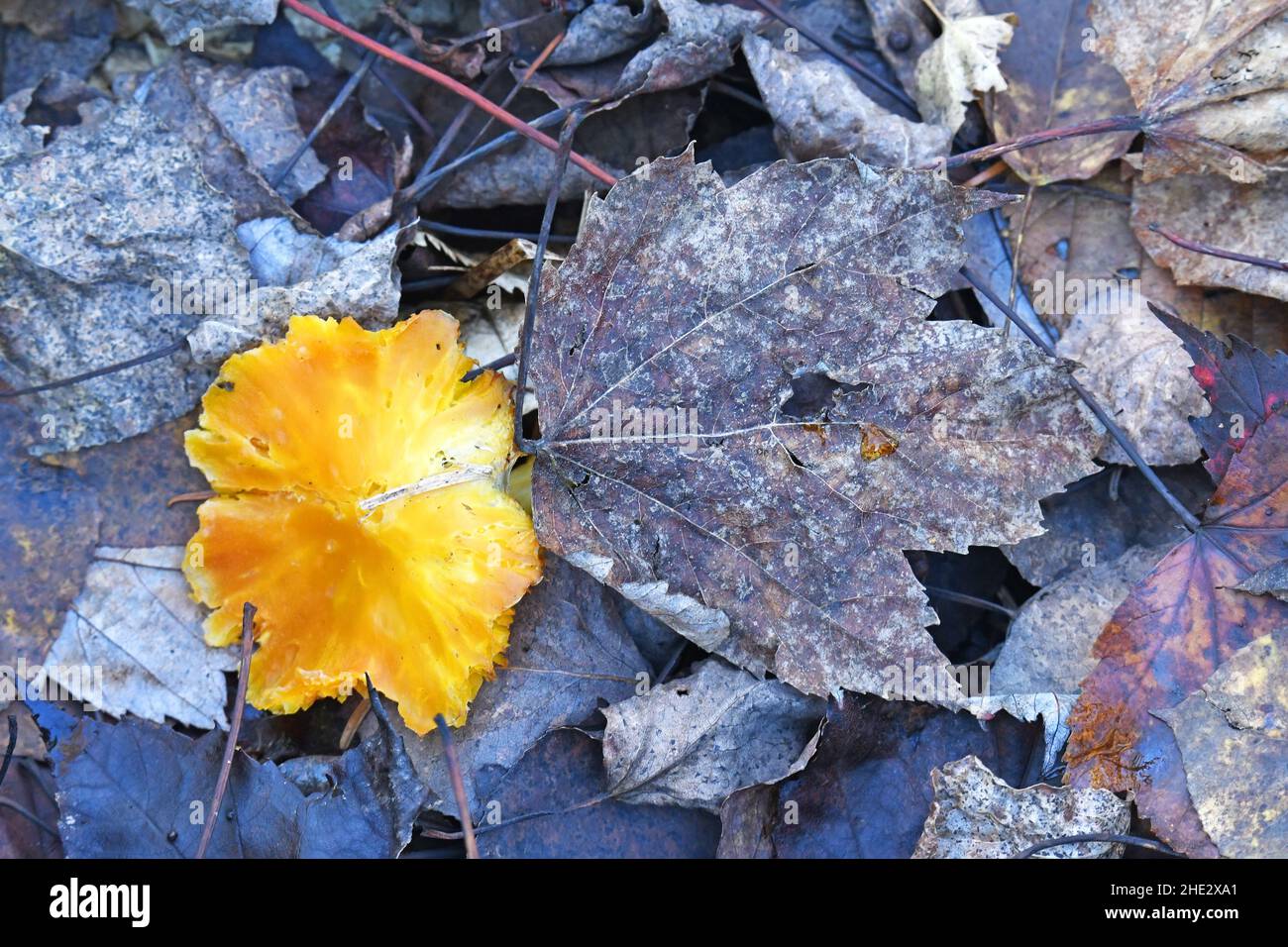 Pilze auf Waldboden Stockfoto