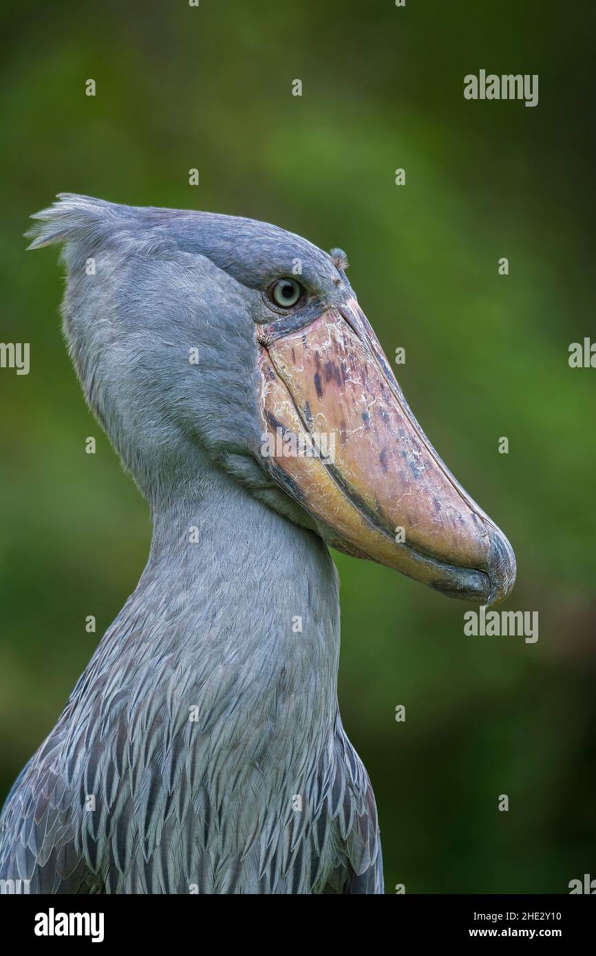 Porträt eines Schuhabbills mit einem sauberen grünen Hintergrund aus Uganda Stockfoto